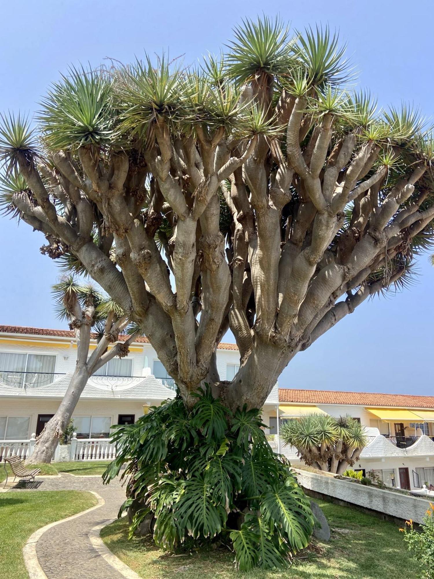 Apartment Guanche Bay Santa Cruz de Tenerife